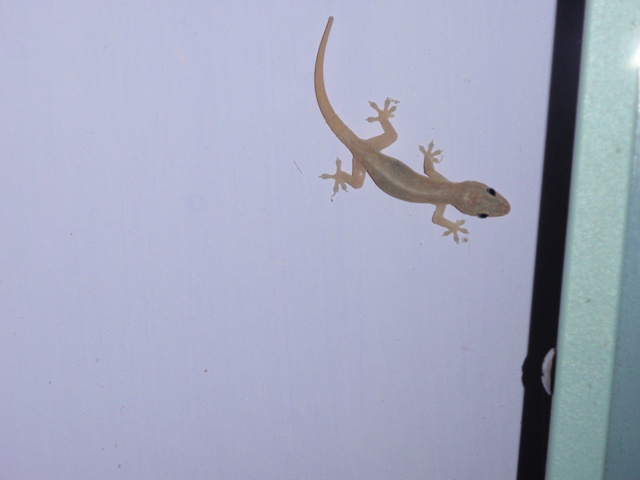 gecko.jpg