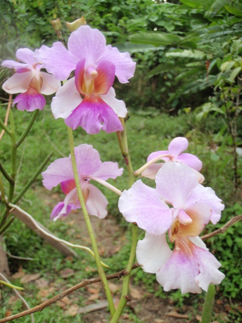 orchids4.jpg
