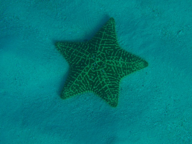 1starfish2.jpg