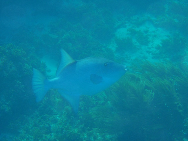 1trunkfish3.jpg