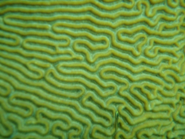 2coral5closeup.jpg