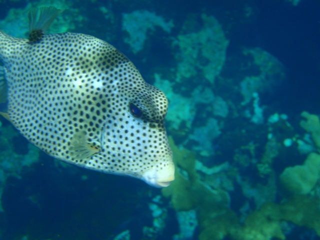 2spottedfish1.jpg