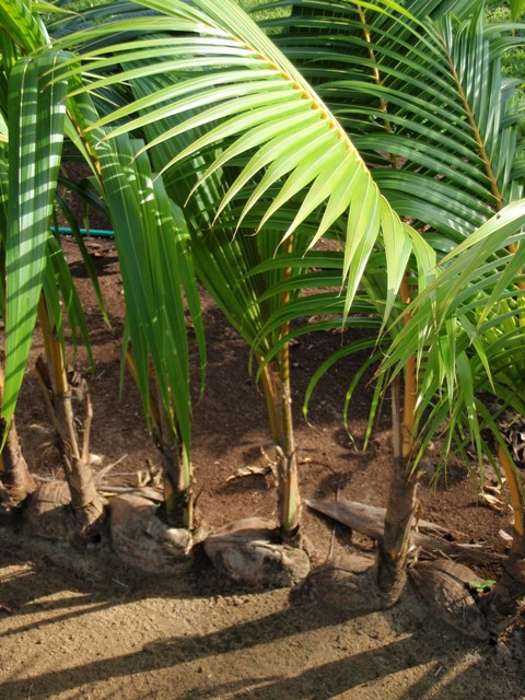 coconutpath.jpg