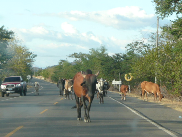 cowsinroad1.jpg