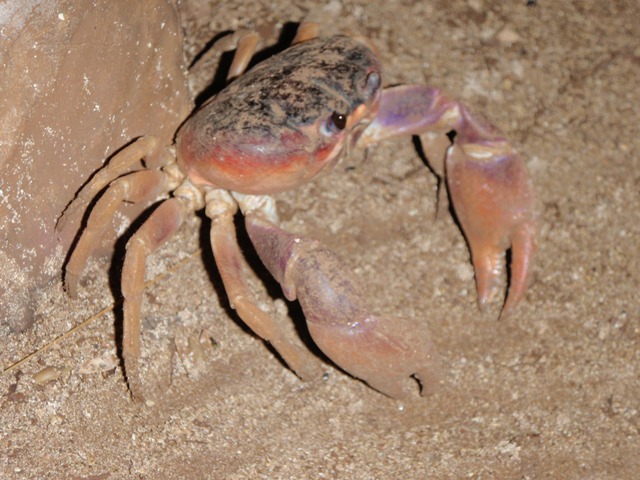 crab2.jpg