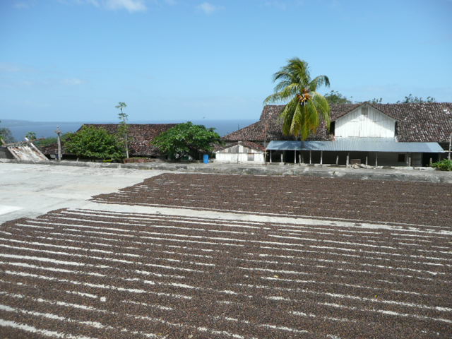 fincamagdalenacoffee.jpg