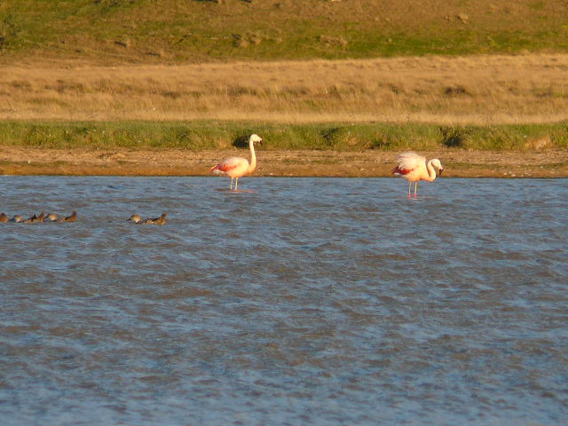 flamingoes.jpg