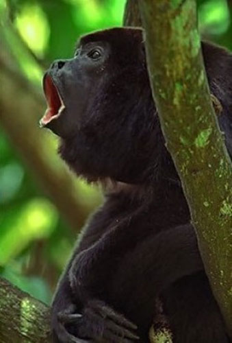 howlermonkey1.jpg