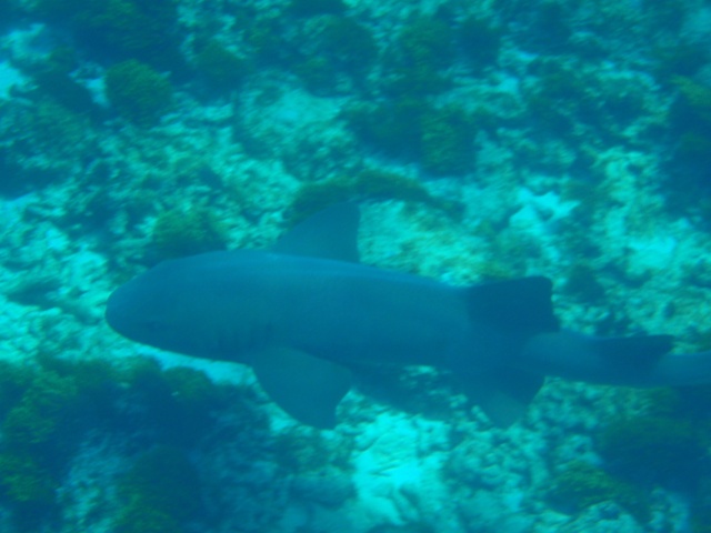 nurseshark4.jpg