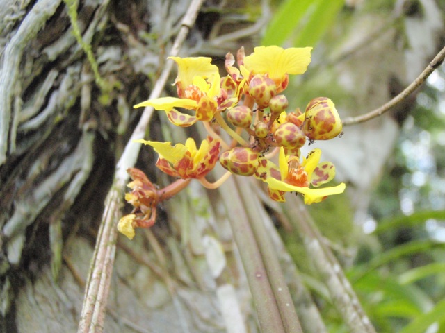 orchid1.jpg