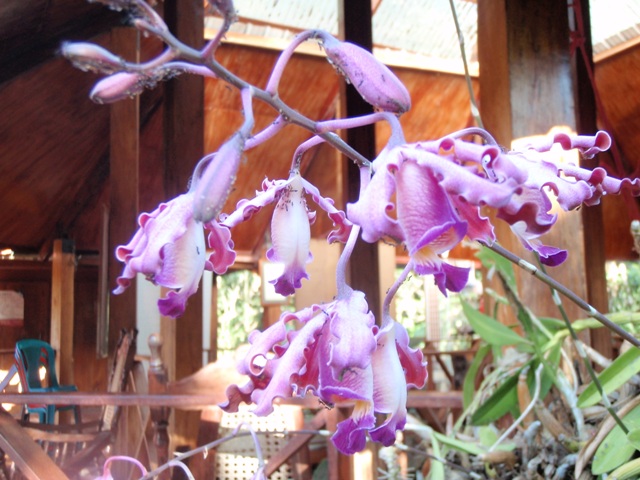 orchid2.jpg