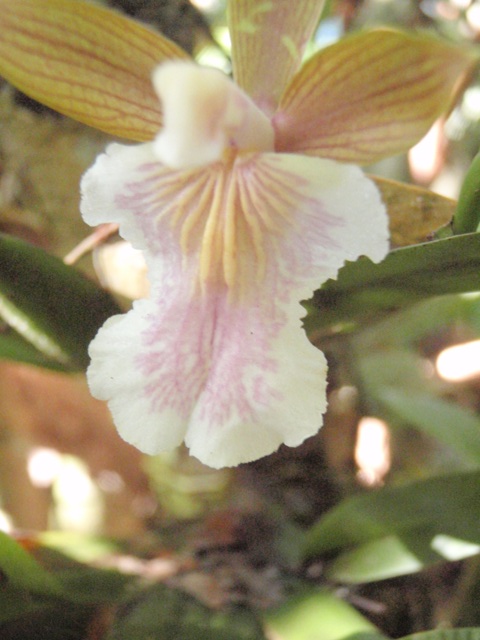 orchid3.jpg